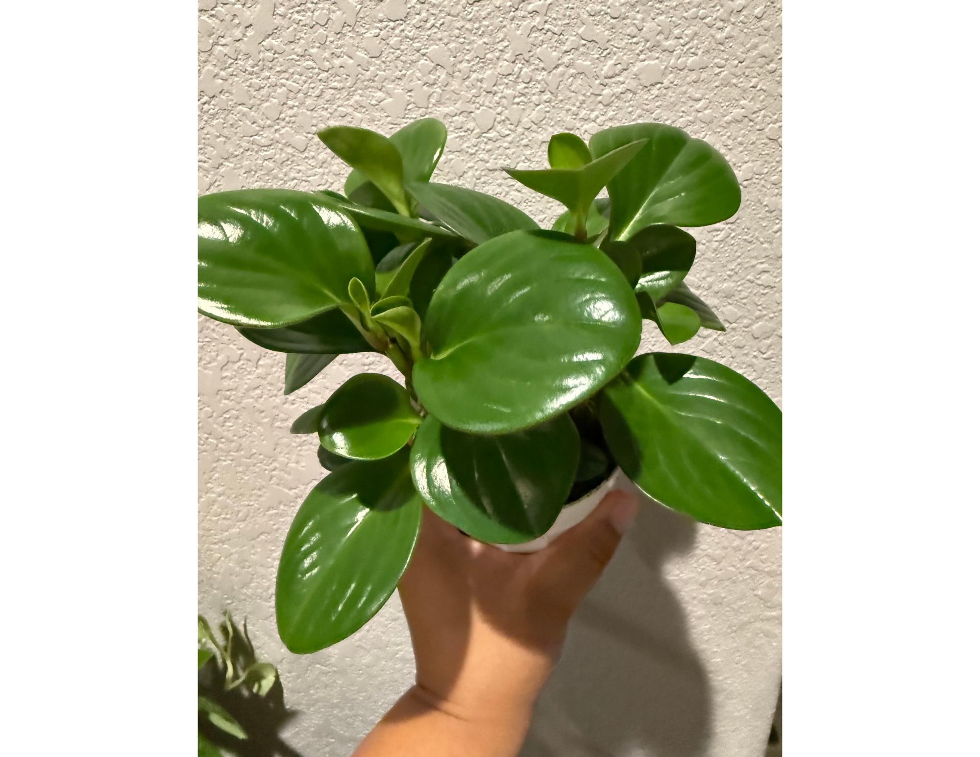 4" Peperomia Green