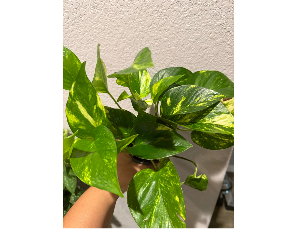 4" Golden Pothos
