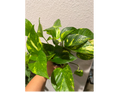 4" Golden Pothos