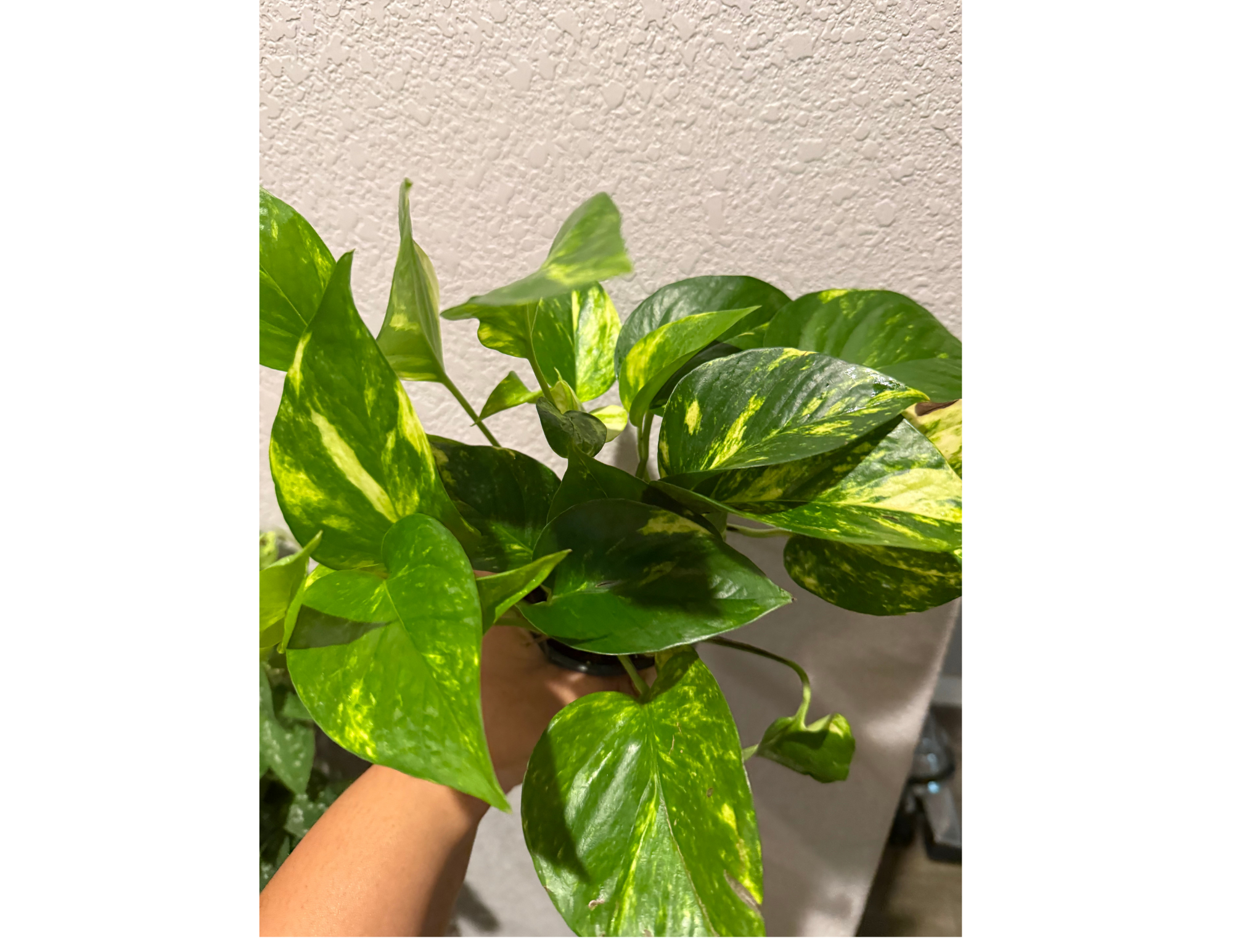 4" Golden Pothos