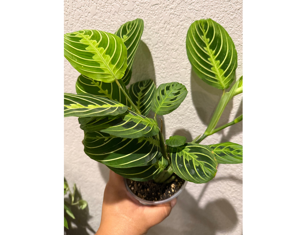 4" Maranta Lemon Lime