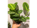 4" Maranta Lemon Lime