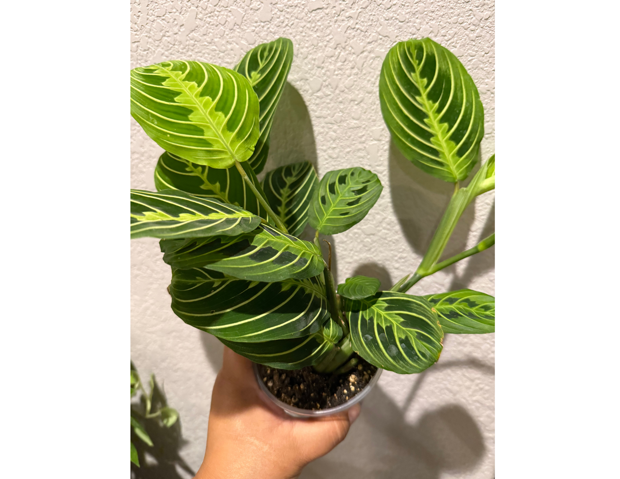 4" Maranta Lemon Lime