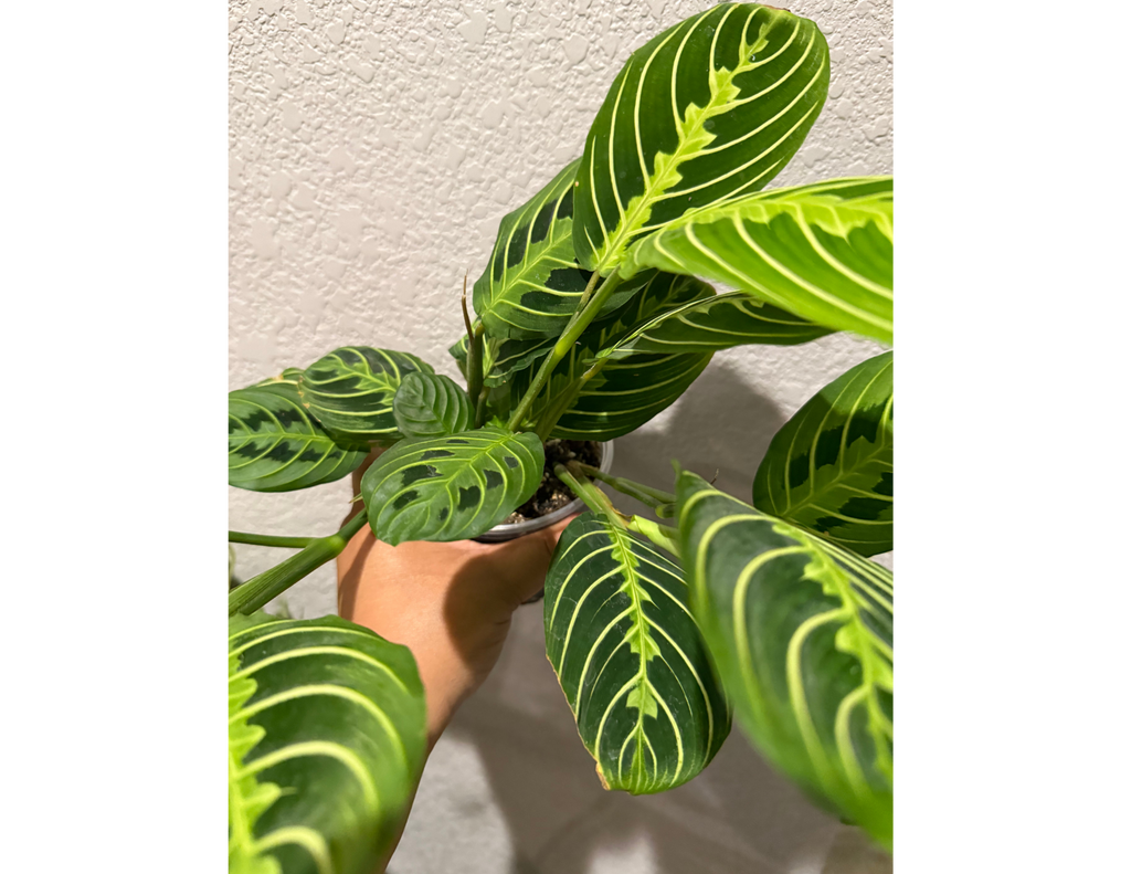 4" Maranta Lemon Lime