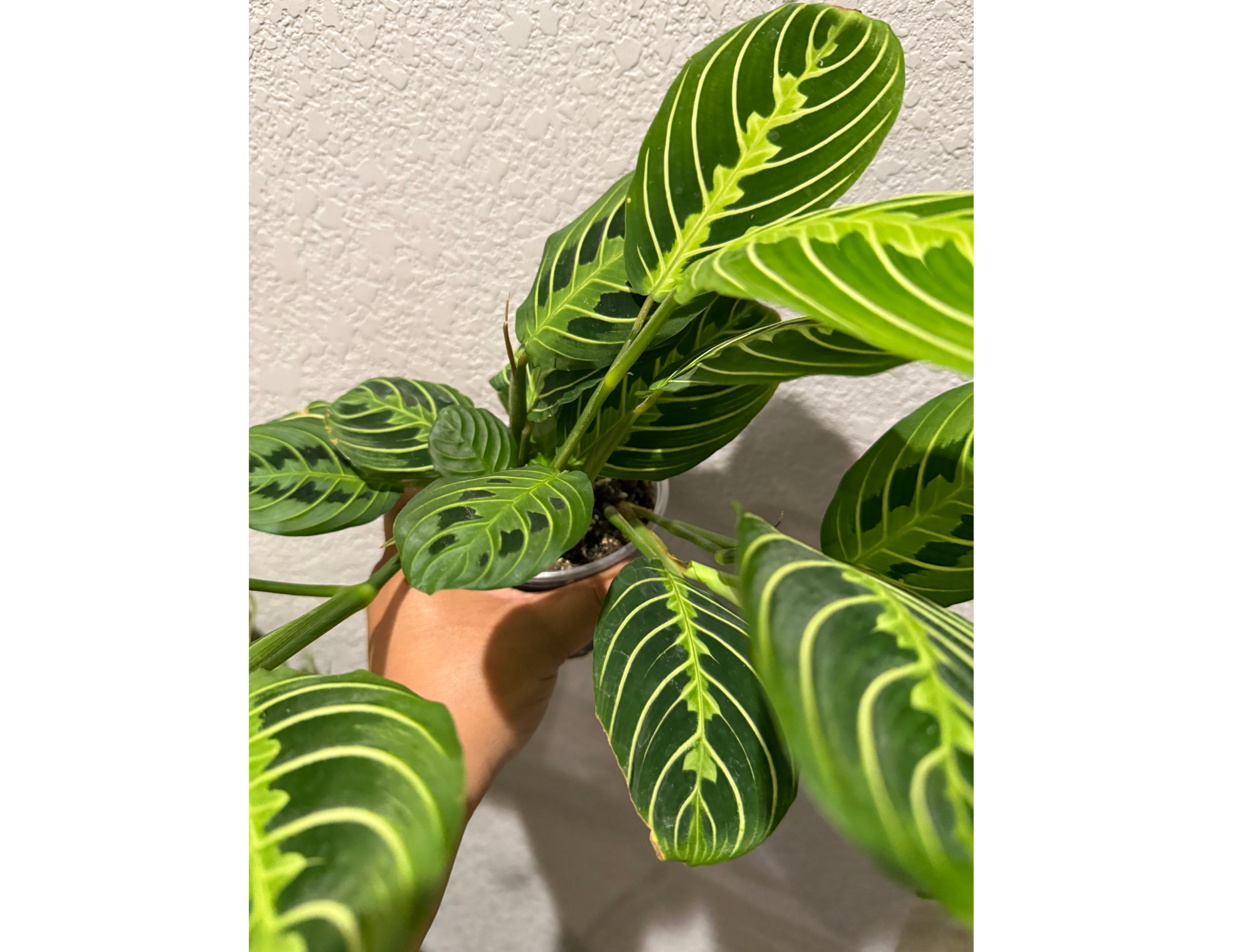 4" Maranta Lemon Lime
