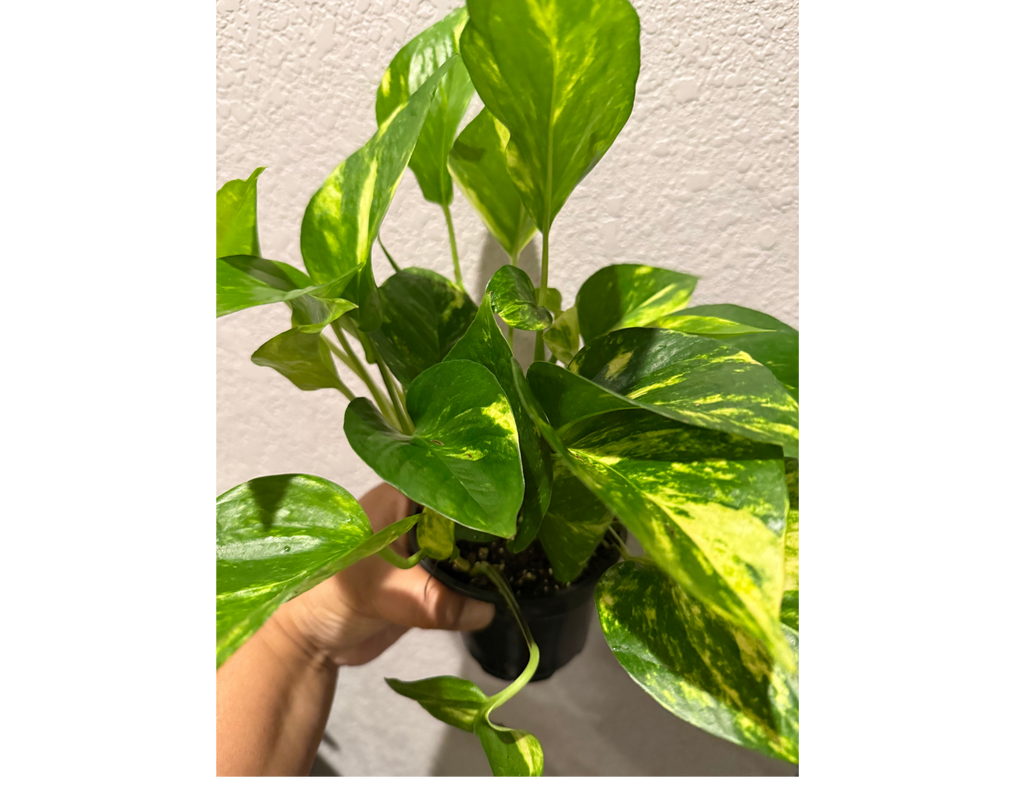 4" Golden Pothos