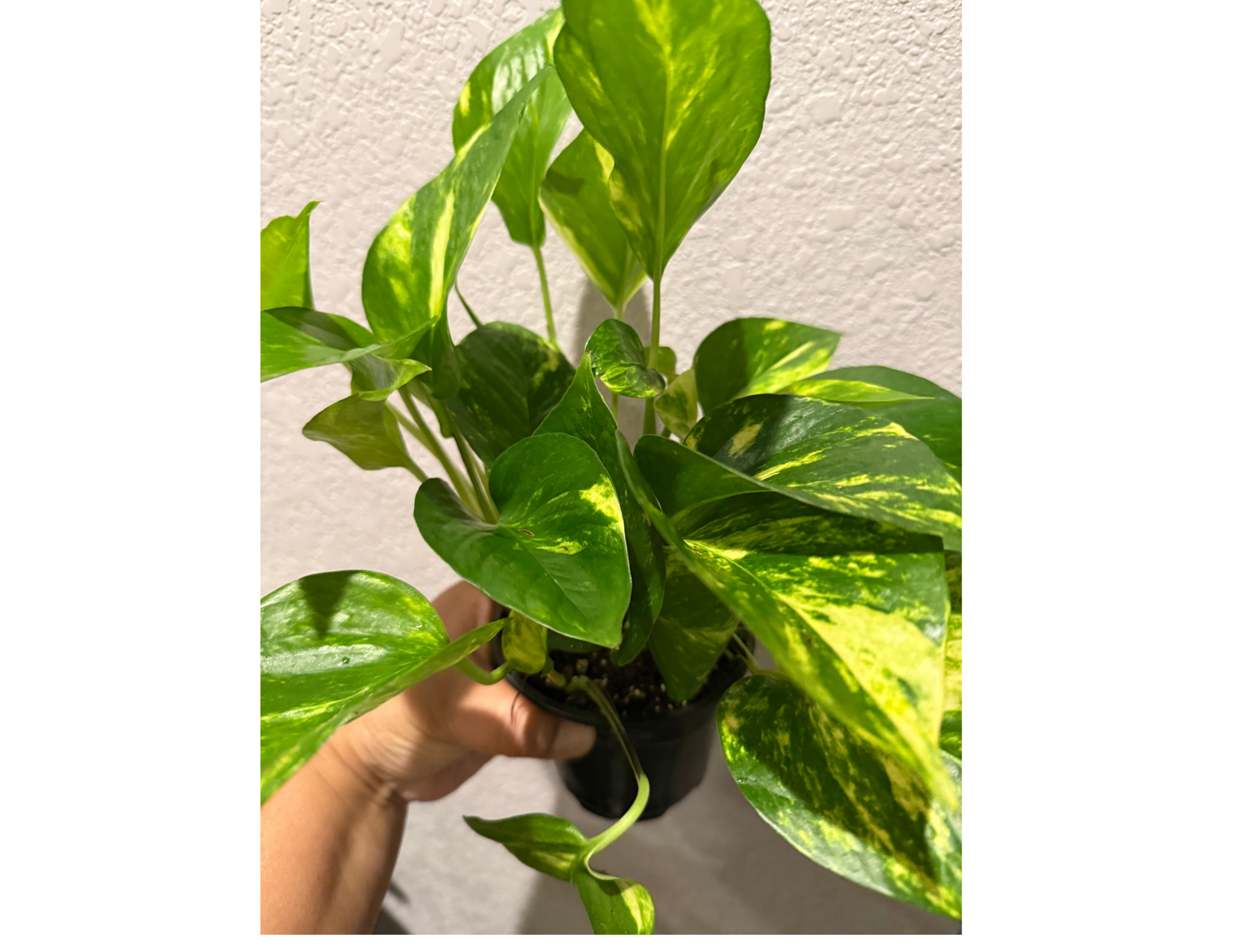 4" Golden Pothos