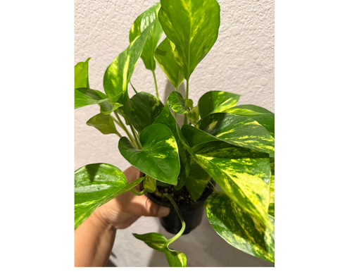 4" Golden Pothos