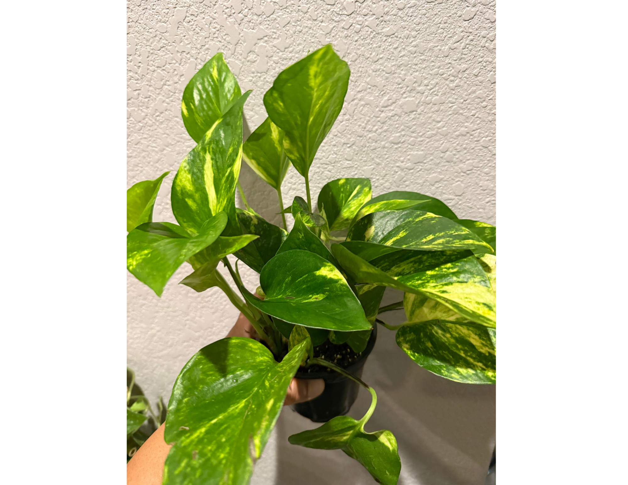 4" Golden Pothos