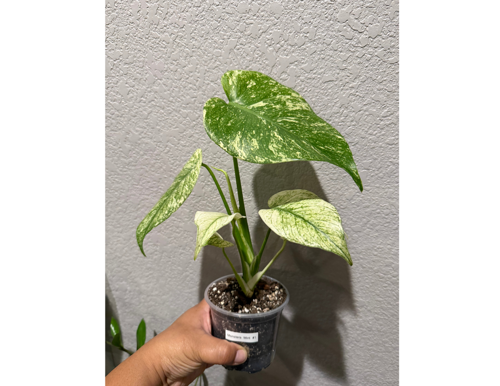 4" Monstera Mint