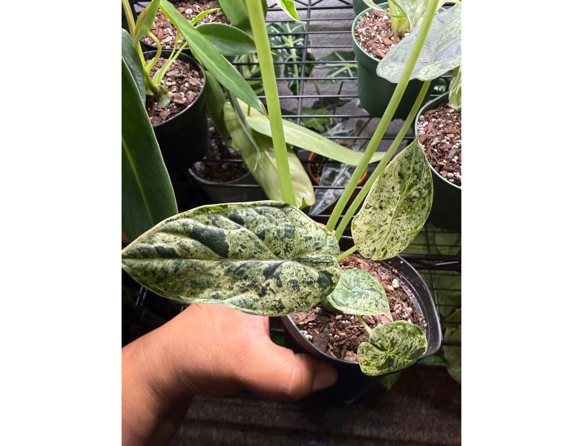 4" Variegated Alocasia 'Green Dragon Scale Mint'
