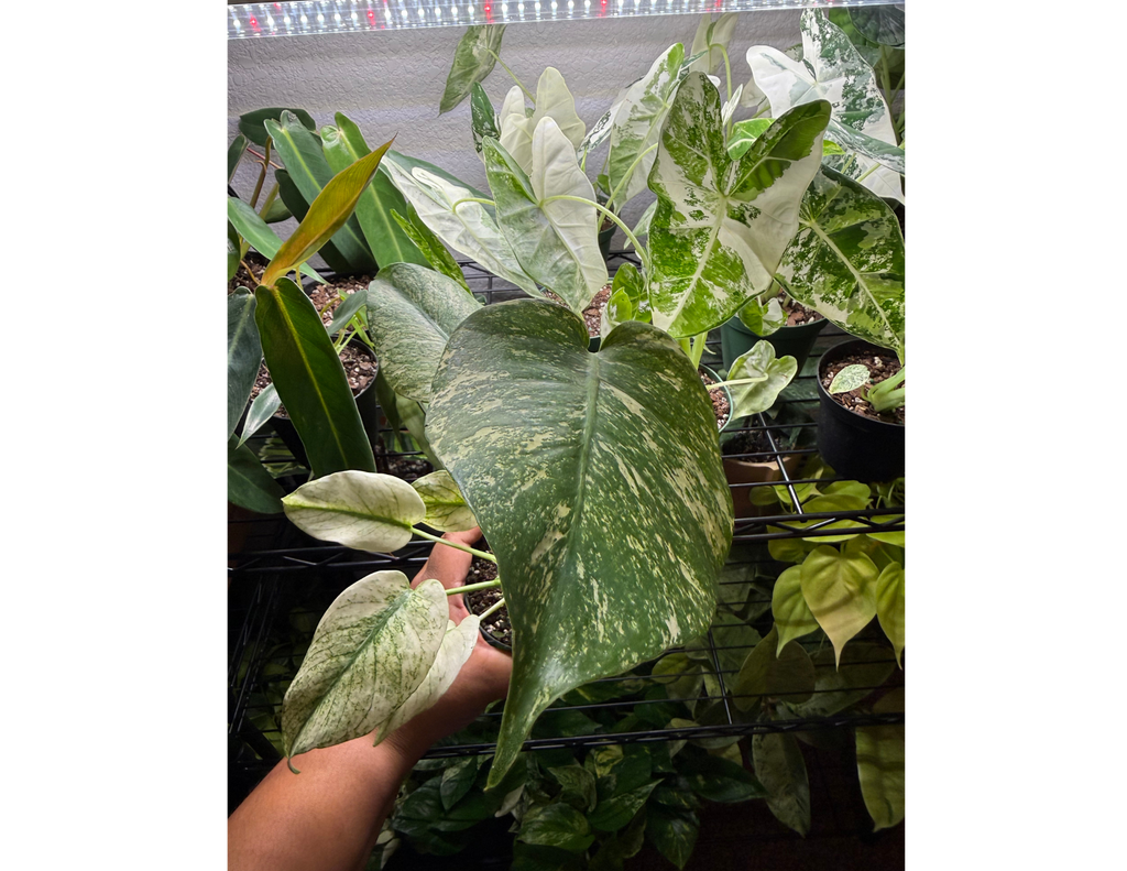 4" Monstera Mint
