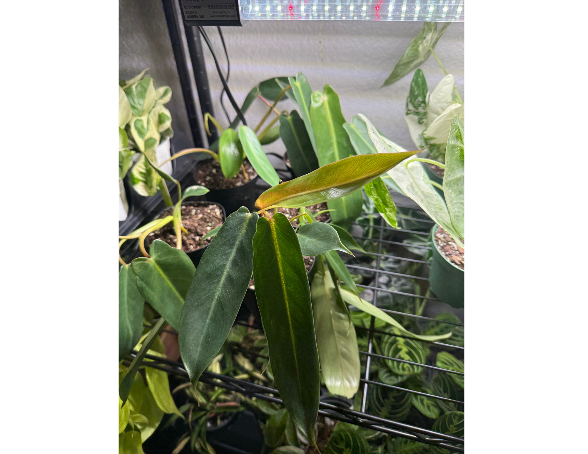 4" Philodendron 'Spiritus Sancti'