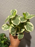 4" Peperomia Bicolor